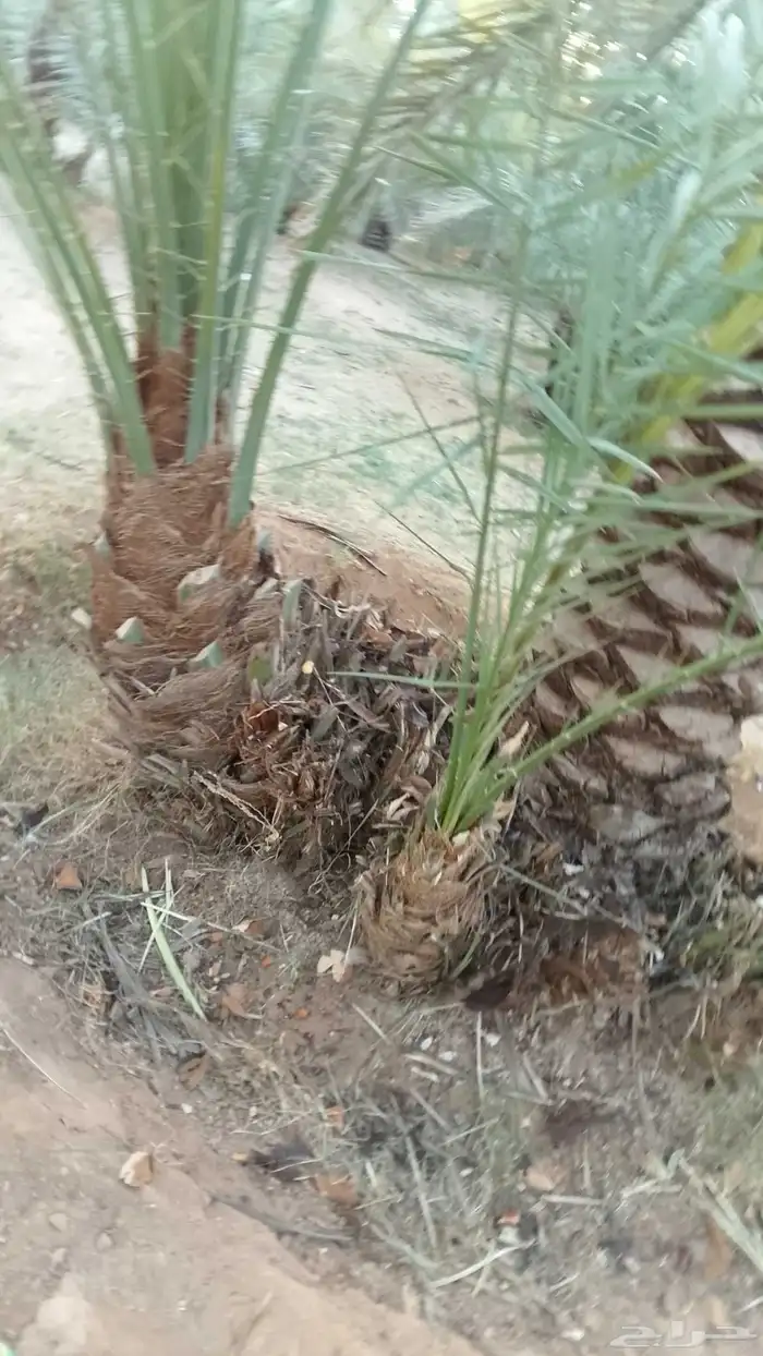 يوجد لدينا جميع انواع الفروخ 4