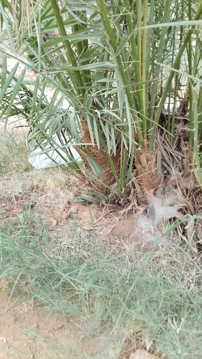 يوجد لدينا جميع انواع الفروخ 1
