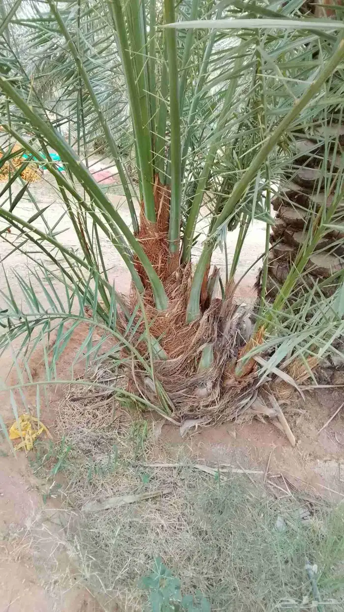 يوجد لدينا جميع انواع الفروخ 0
