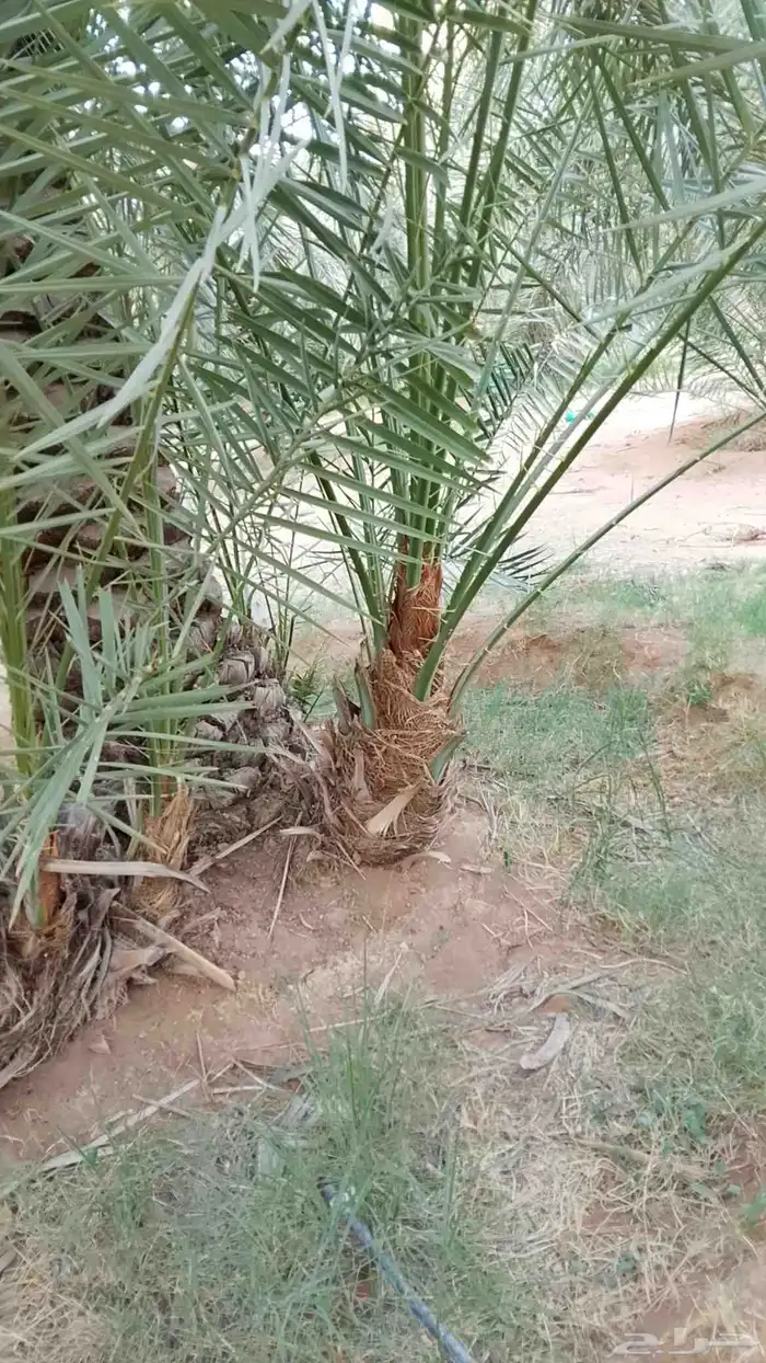 يوجد لدينا جميع انواع الفروخ 3