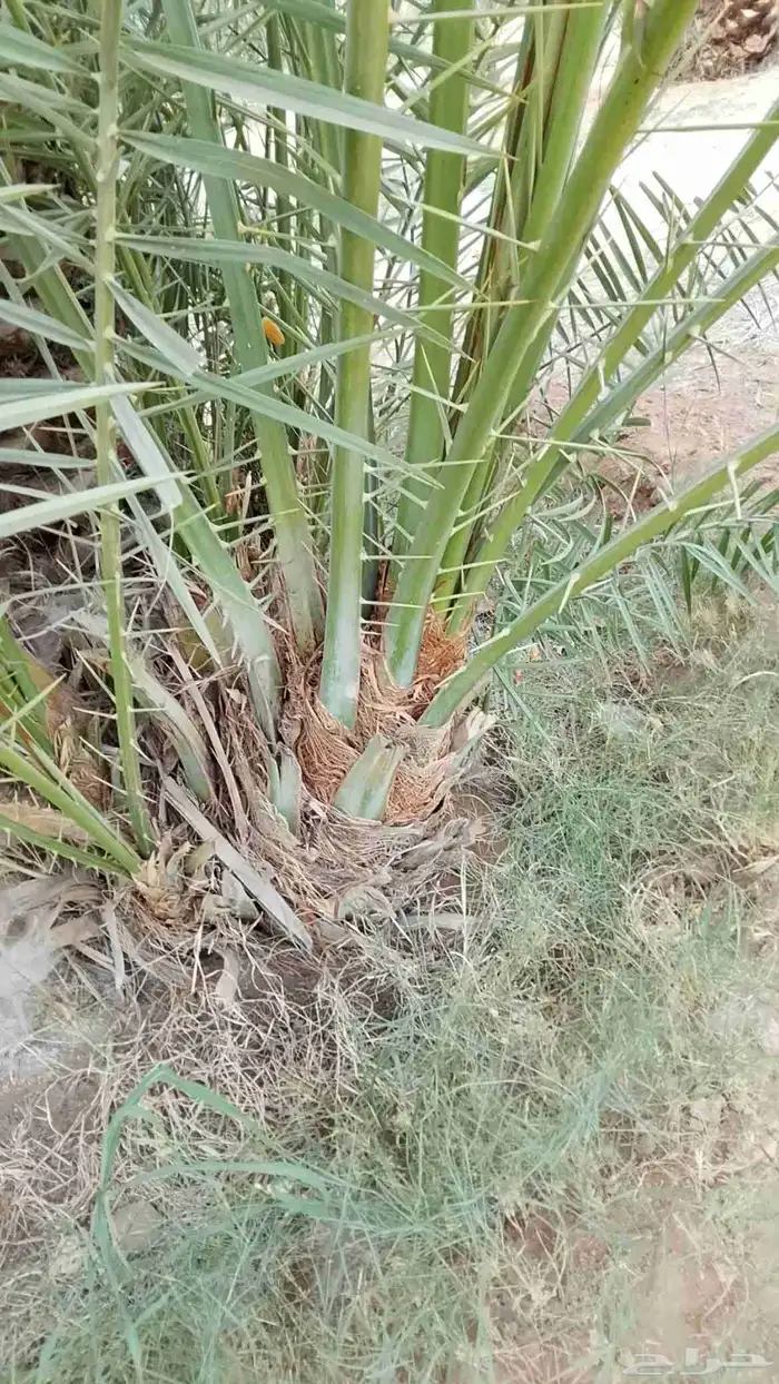 يوجد لدينا جميع انواع الفروخ 2