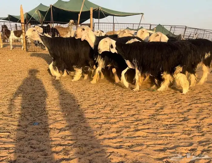 مراح نجد فواخر((( تم البيع ))) 0