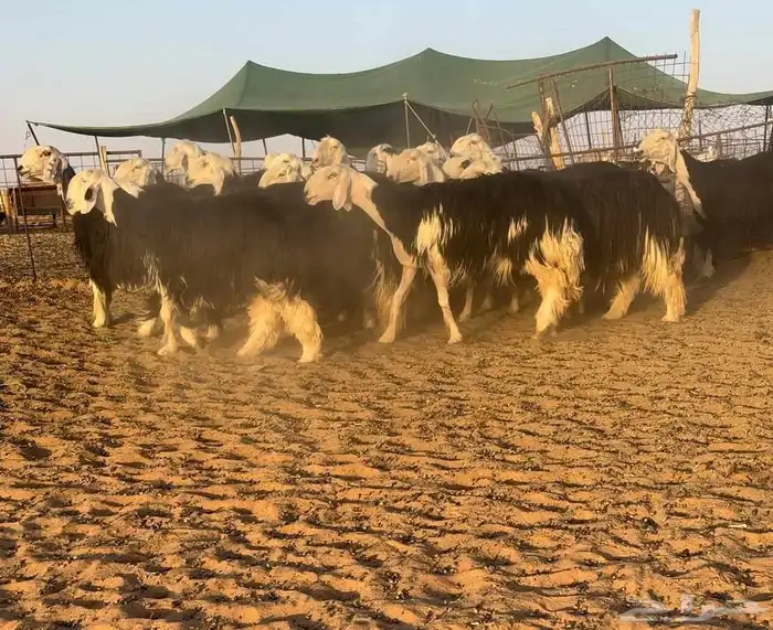 مراح نجد فواخر((( تم البيع ))) 1