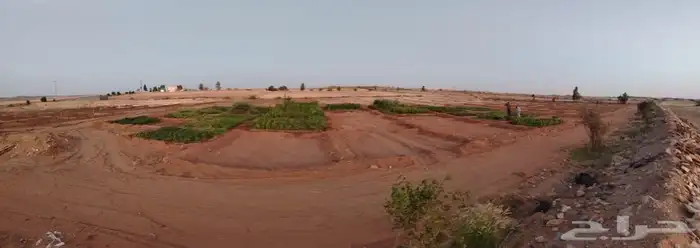 شتلات زينة ومثمر 5