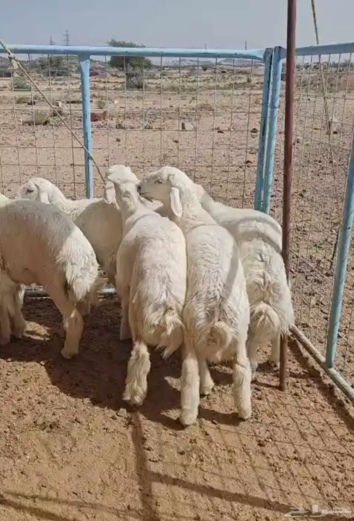 ذبايح حري ورفيدي 3
