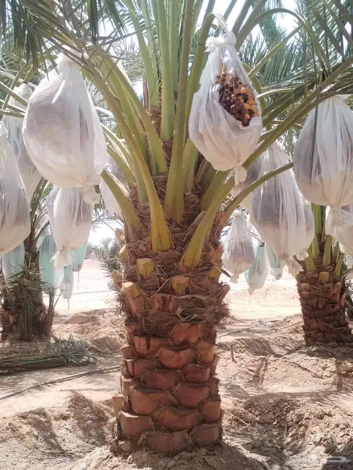 نخل عربي نخيل للبيع خلاص برحي سكري شيشي هلالي صقعي سلاطين 2