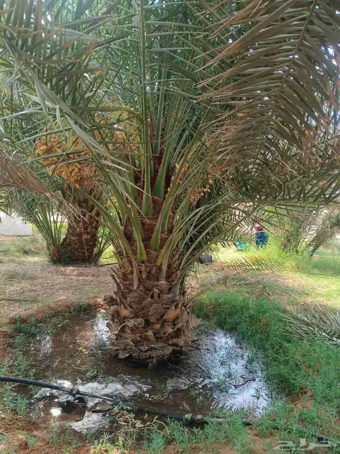 نخيل عربي واشنطني الخرج توصل وتركيب 3