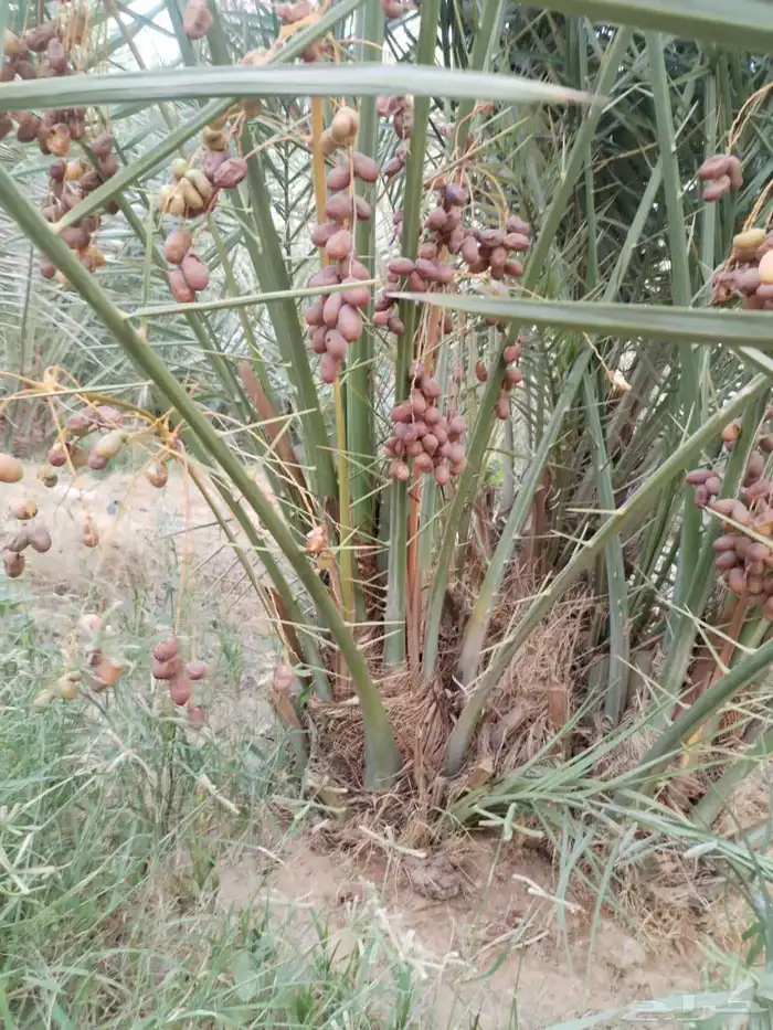 نخل عربي نخيل للبيع خلاص برحي سكري شيشي هلالي صقعي سلاطين 5