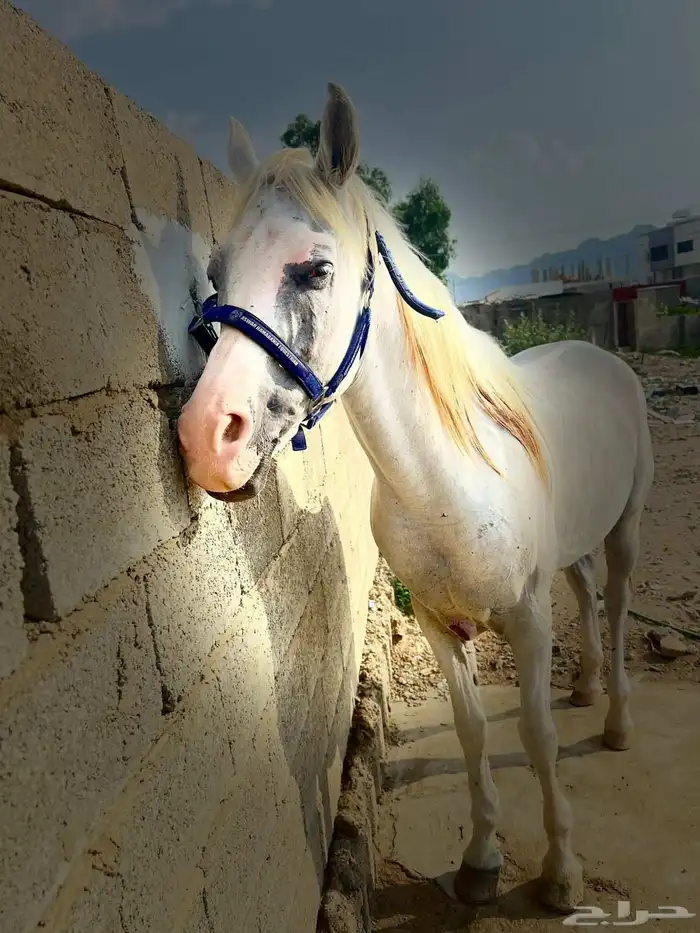 للبيع حصان شعبي 4