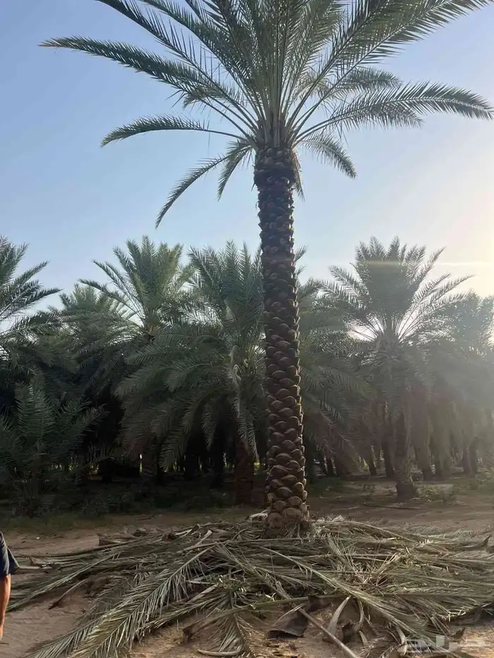 تنسيق حدائق زرع طبيعى 0