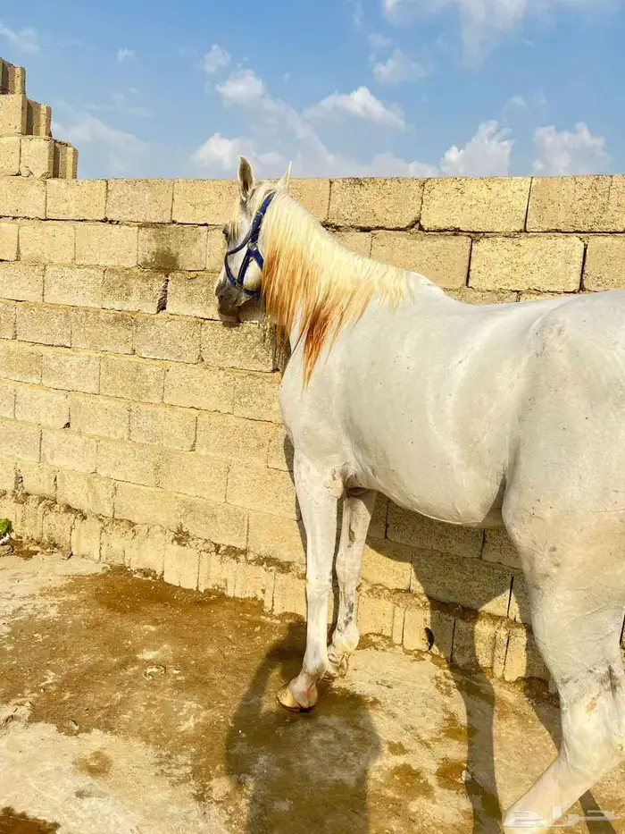 للبيع حصان شعبي 0