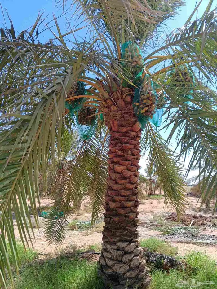 نخل مثمر نخيل نقايل جثايث واشنطني اخلاص سكري برحي صقعي شيشي 7