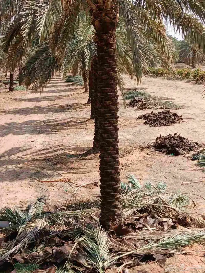 تكريب وتنضيف انخيل وتحويض وقلع الفروخ 1