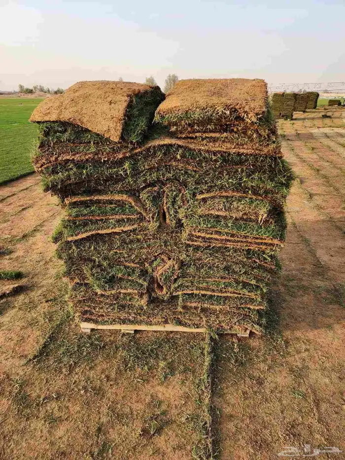 ثيل طبيعي 3