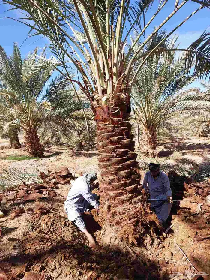 السلام عليكم ورحمة الله وبركاته .يوجد لدينا نخل عربي وشنطنتش 1