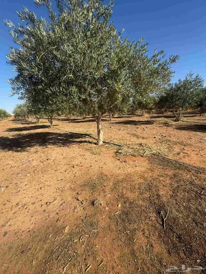 يوجد لدينا اشجار الزيتون و أشجار ترمنليا 2