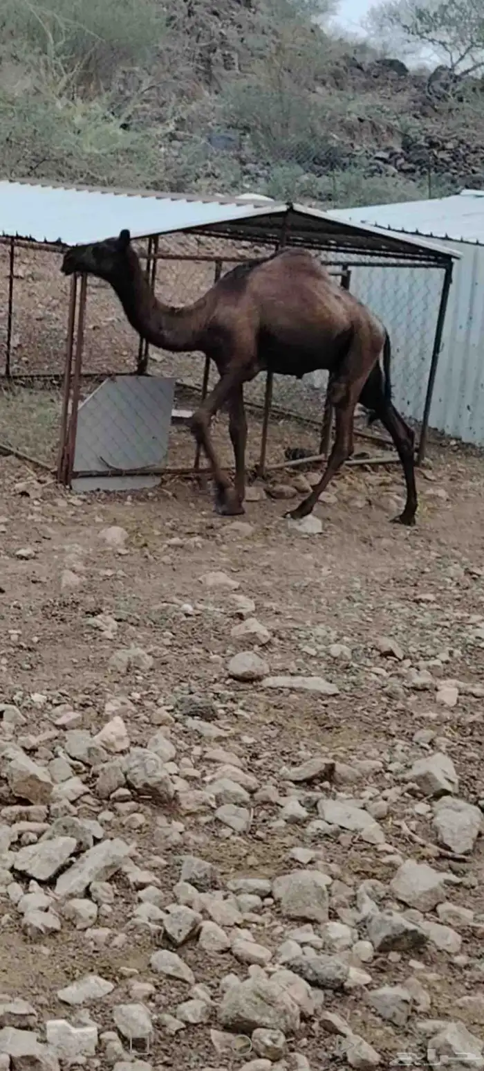 قعود مجهم للبيع 1