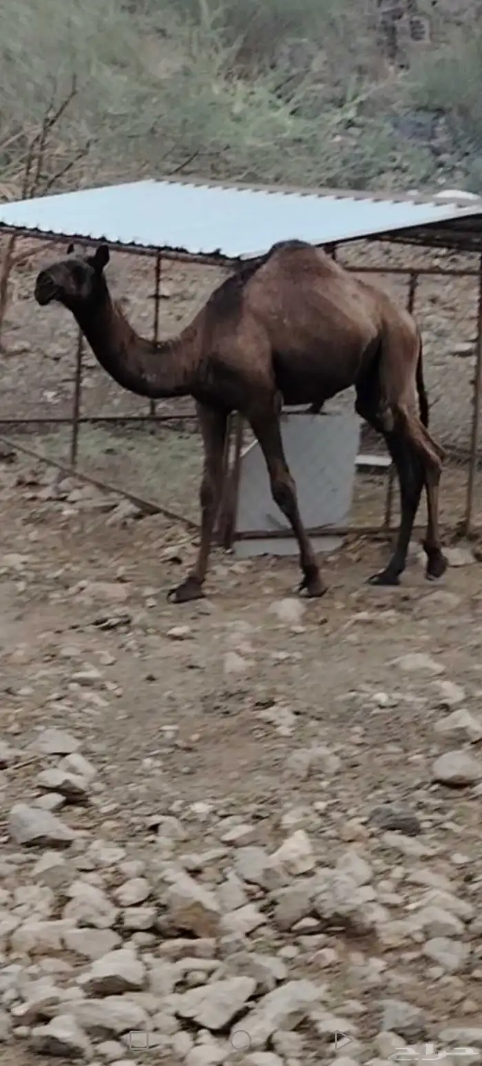 قعود مجهم للبيع 0