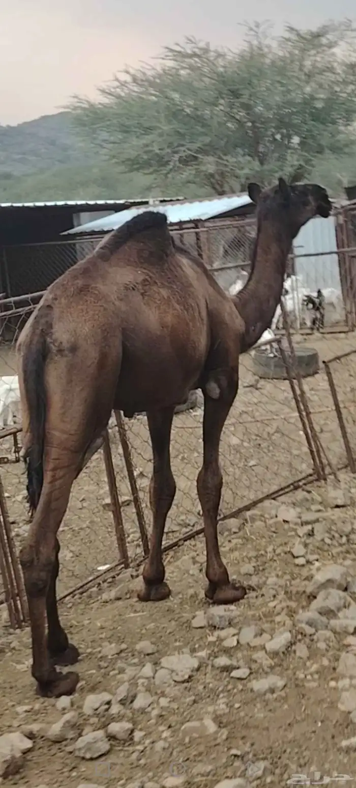 قعود مجهم للبيع 2