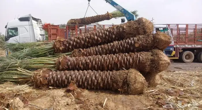 سلام عليكم ورحمت الله يوجد لدينا جميع انواع النخيل المثمره ا 6