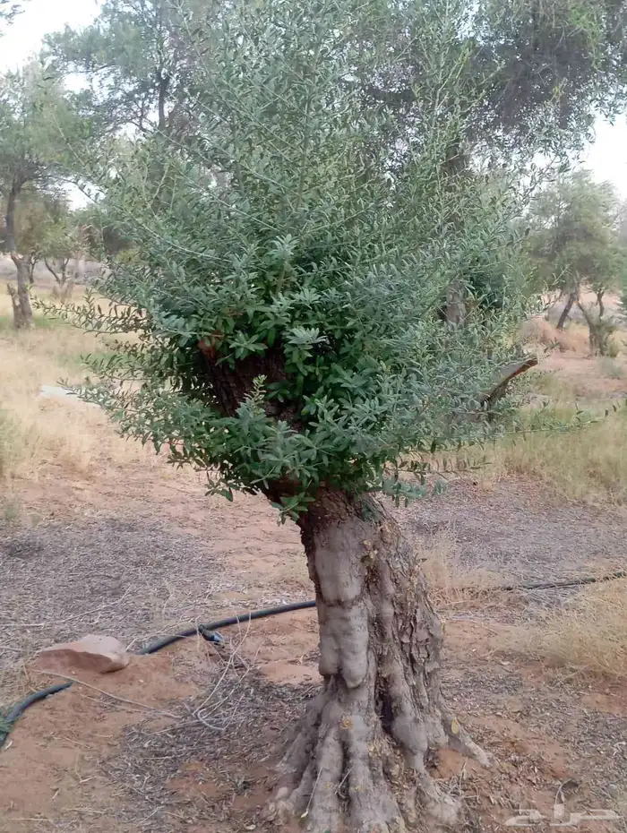 يوجد لدينا زيتون معمر مثمر جميع الأحجام ويوجد وسط ويوجد شتلا 4