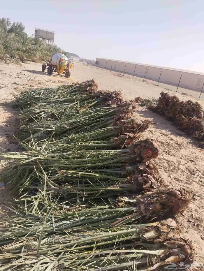 زراعه نخيل وتركيب شبوك 4