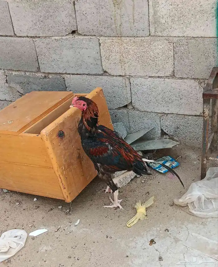 السلام عليكم اليوم أعرض دجاج باكستاني 1
