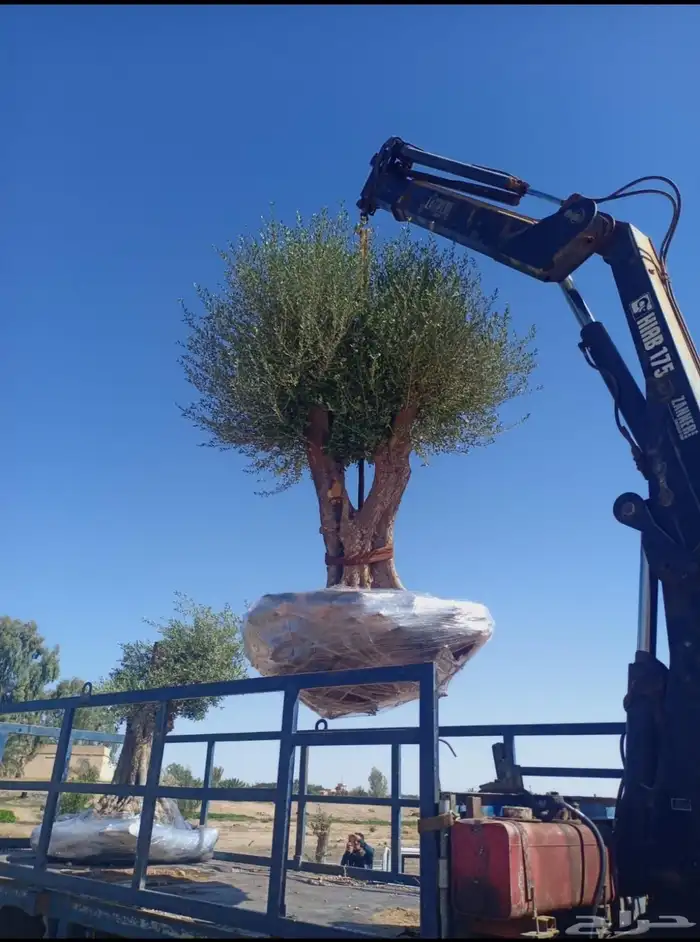 يوجد لدينا زيتون معمر مثمر جميع الأحجام ويوجد وسط ويوجد شتلا 1