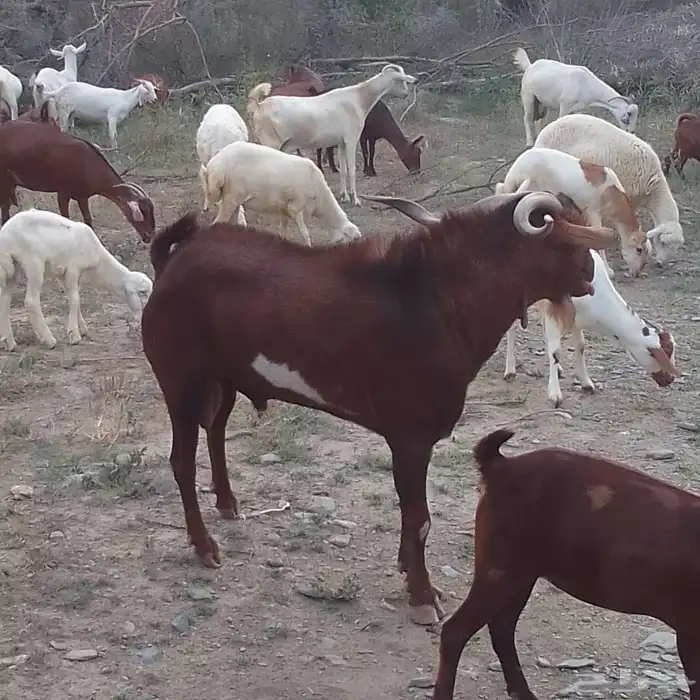 تيس فحل للبيع 1