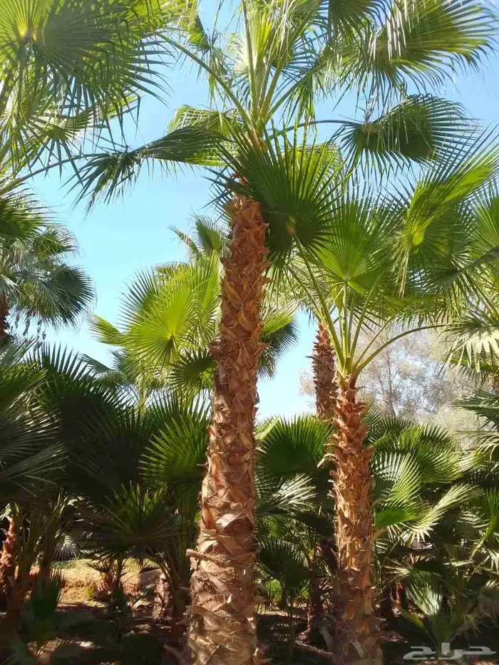 نخل واشنطن 2