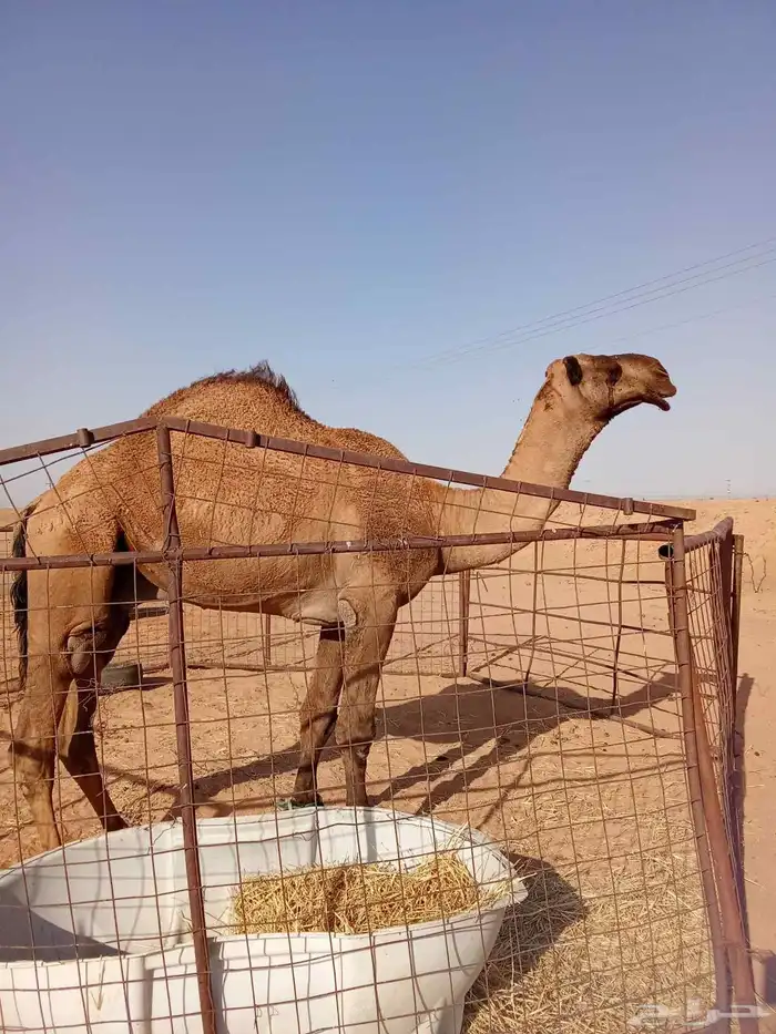 للبيع فحل اصفر 1