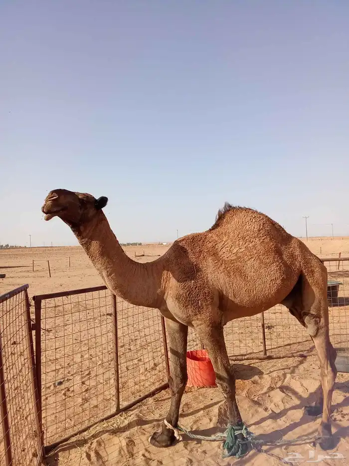 للبيع فحل اصفر 0