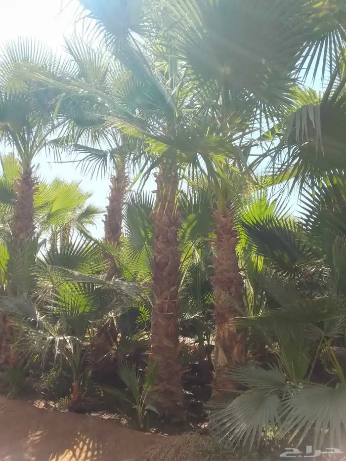 نخل واشنطن 1