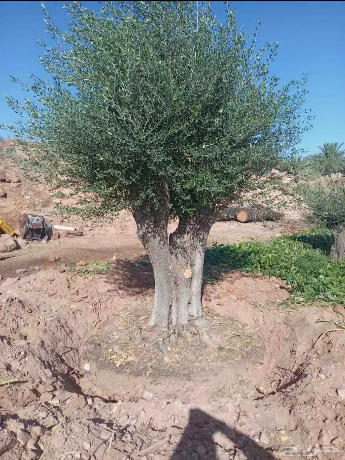 يوجد لدينا زيتون معمر مثمر جميع الأحجام ويوجد وسط ويوجد شتلا 0