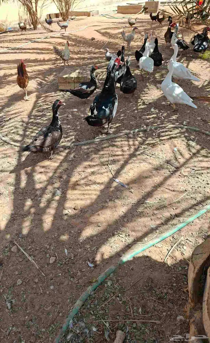 بط بكيني وبط بلدي 1