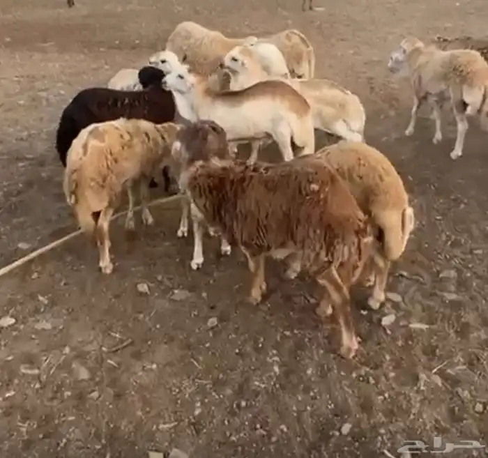 غنم رفيدي 0