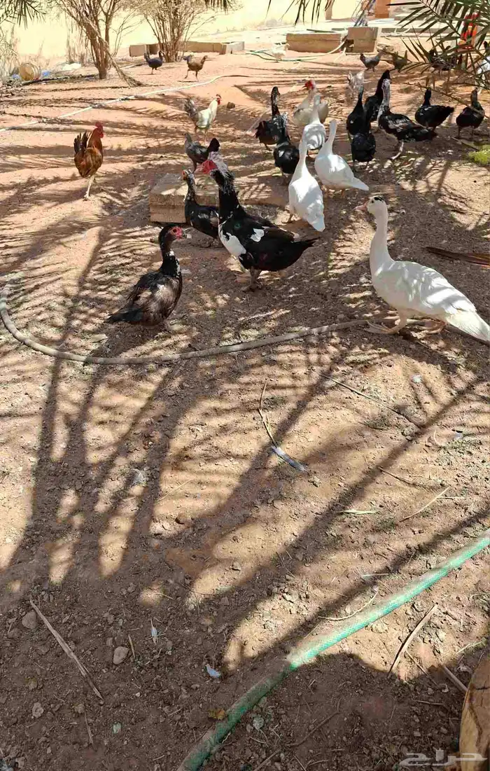 بط بكيني وبط بلدي 5