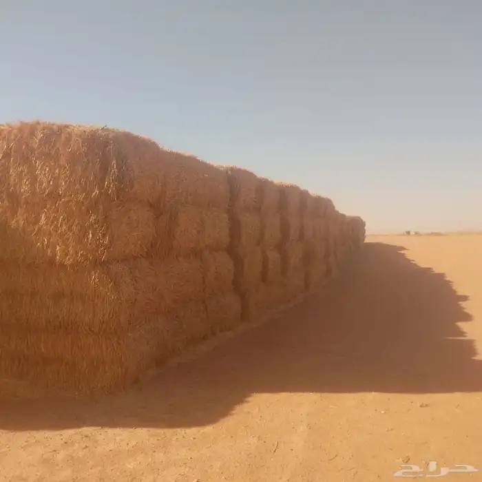 العلاف تبن قمح بالات كبيره 2