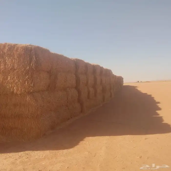 العلاف تبن قمح بالات كبيره 3