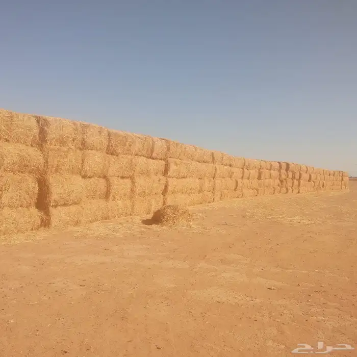 العلاف تبن قمح بالات كبيره 0