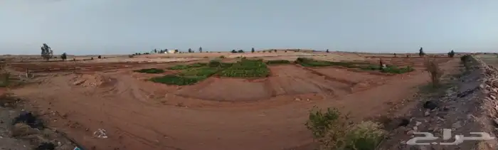 شتلات زينة ومثمر 6