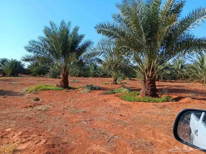 نخل للبيع 2