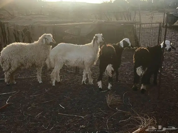 خرفان للبيع 0