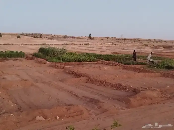 شتلات زينة ومثمر 3