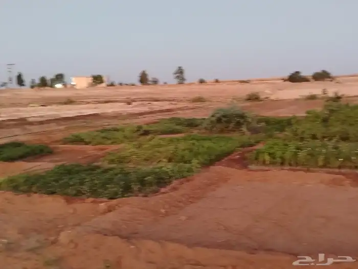 شتلات زينة ومثمر 2
