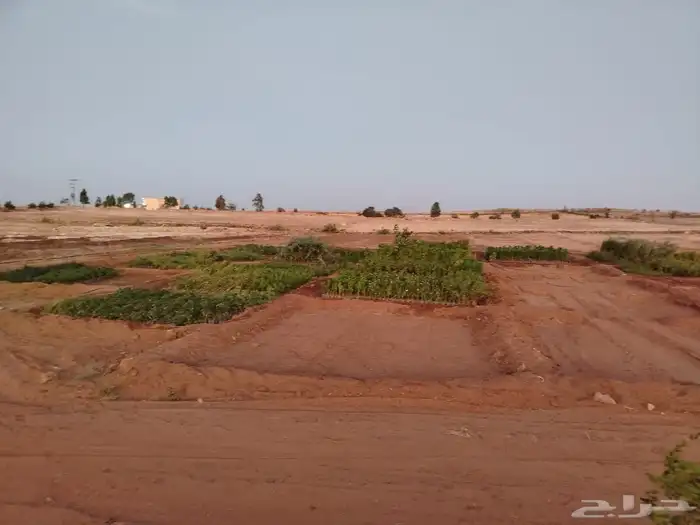 شتلات زينة ومثمر 0