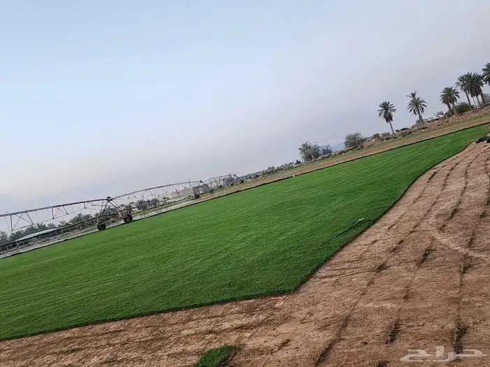 ثيل طبيعي 9