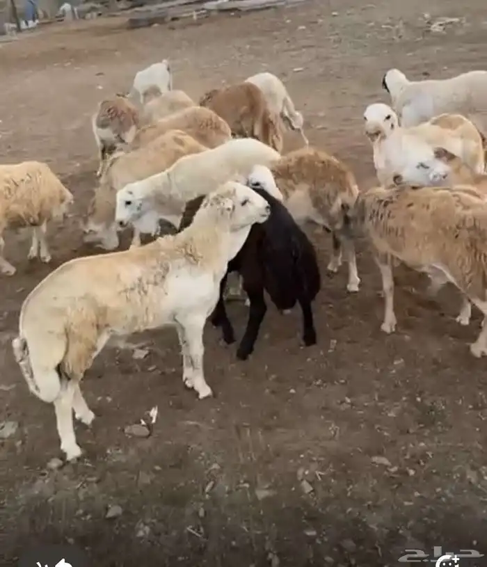 غنم رفيدي 2