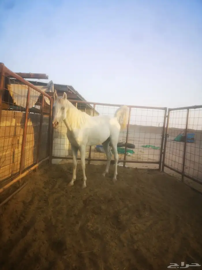 حصان شعبي 3