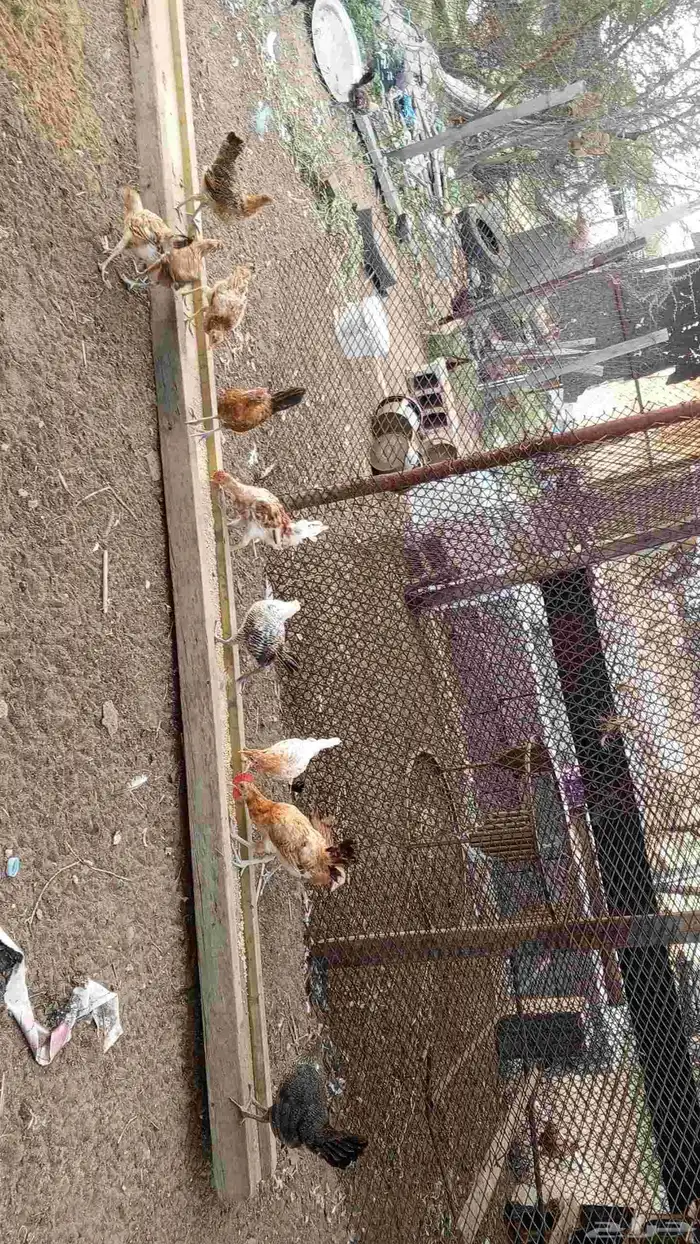 دجاج مشكل 3